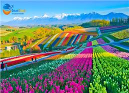 Tour Du Lịch Hokkaido Nhật Bản Mùa Hè 2025 [6N5Đ]